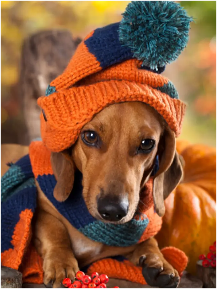 10 Winter Hat Accessories for Small Breeds