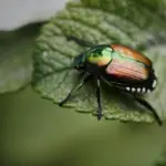 Bugs