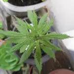 CBD plant