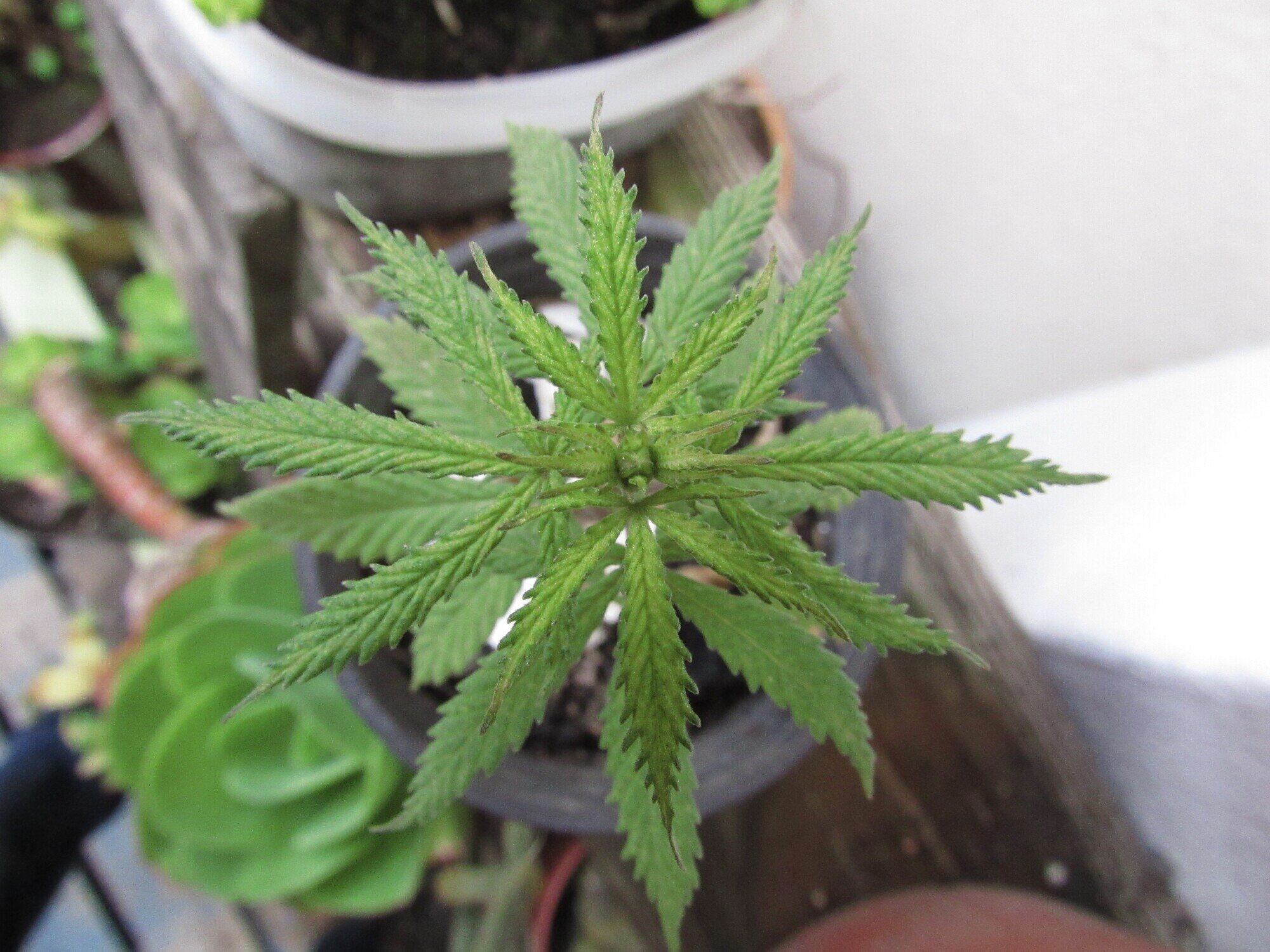CBD plant