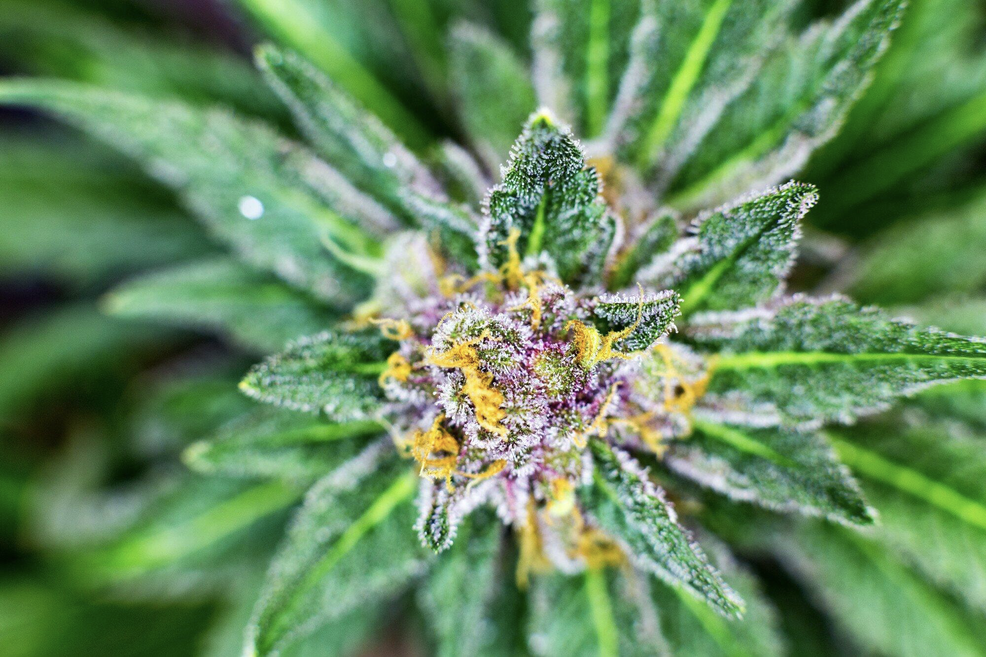 THC Flower
