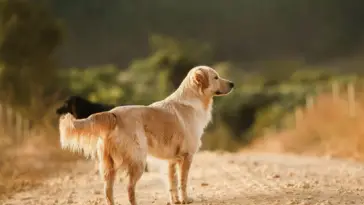labrador dog