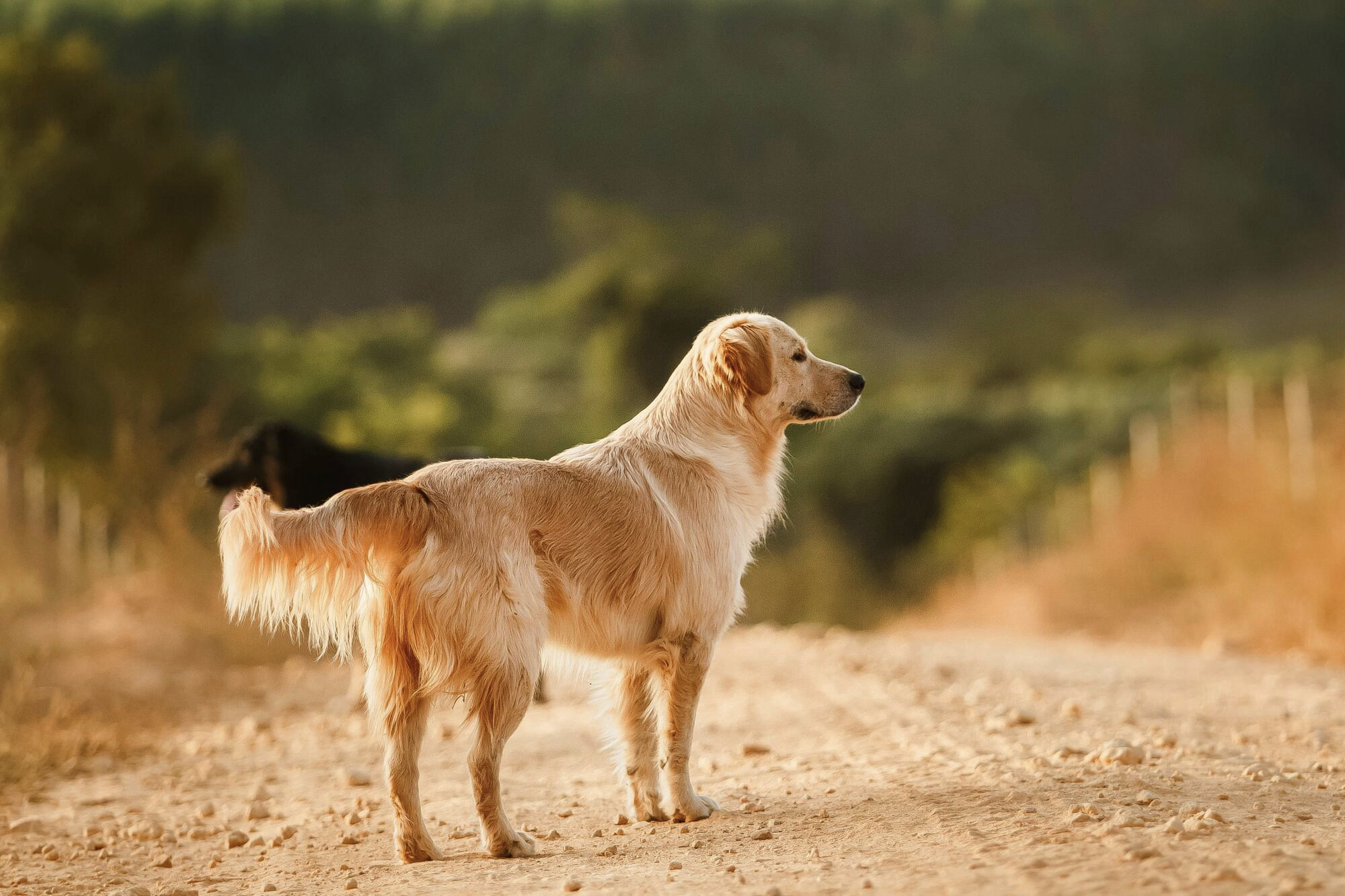 labrador dog