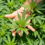 CBD