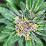 CBD Flower