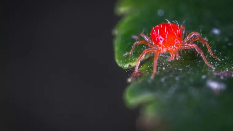 How Household Pests Pose Risks to You and Your Beloved Pet