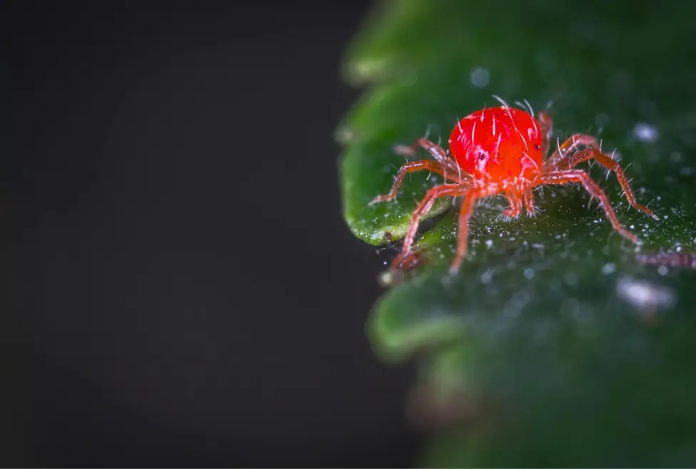 How Household Pests Pose Risks to You and Your Beloved Pet