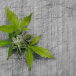 Healthy Benefits of Cannabis: What Science Says