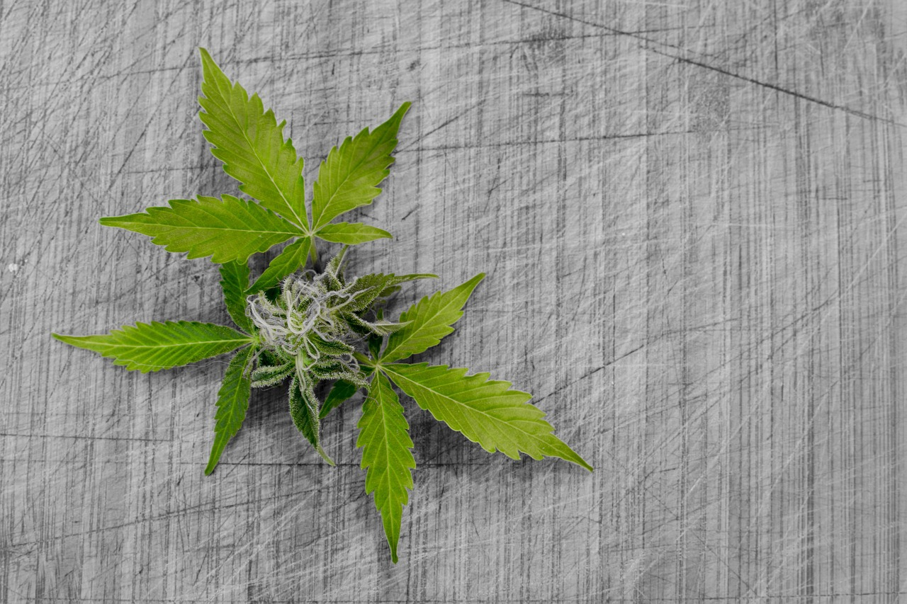 Healthy Benefits of Cannabis What Science Says
