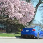 Wildflower Roads Worth the Drive
