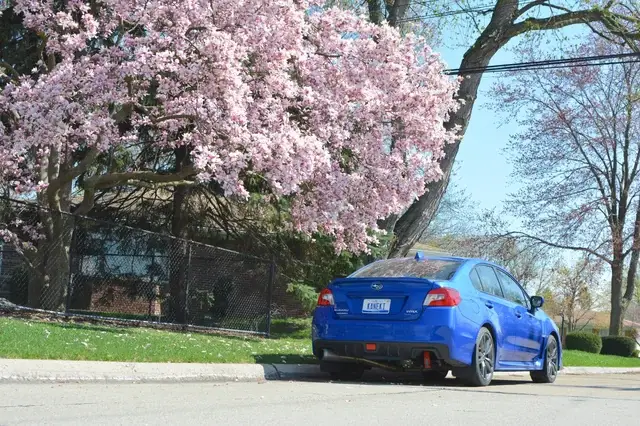 Spring on Wheels: Wildflower Roads Worth the Drive