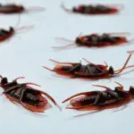 The Health Hazards of Ignoring Rodents, Roaches, and Insects