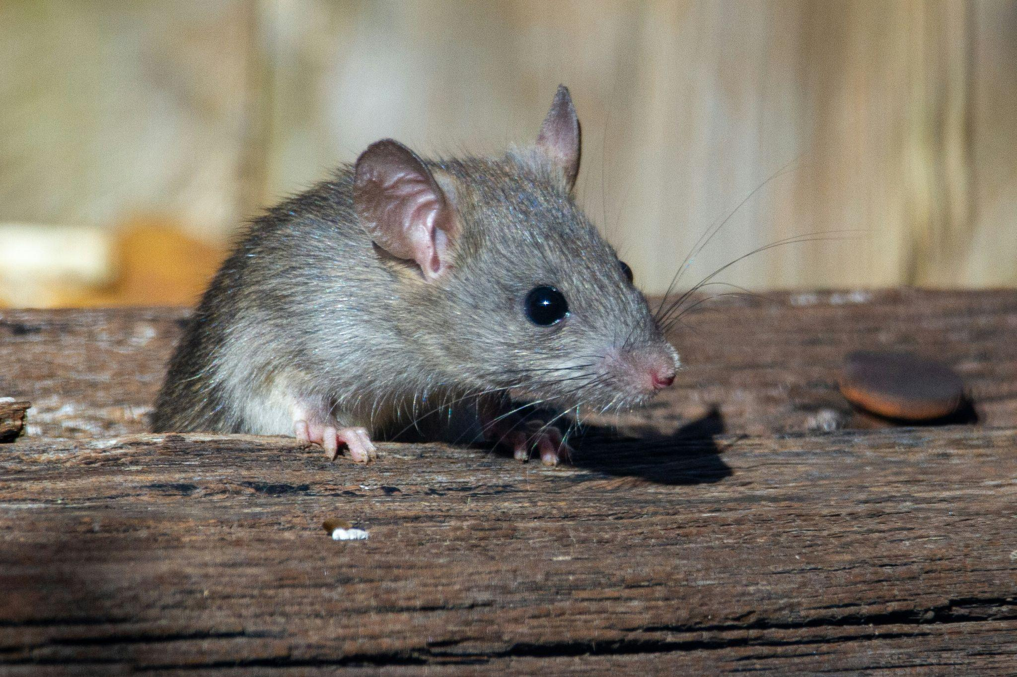 The Health Hazards of Ignoring Rodents, Roaches, and Insects
